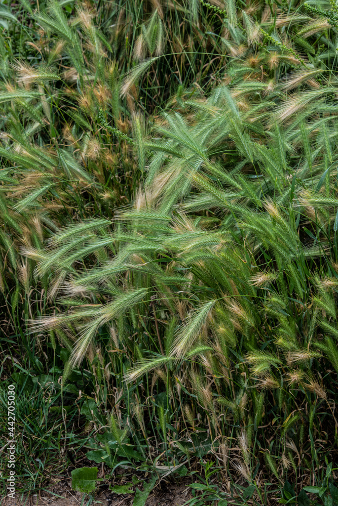 wild green wheat