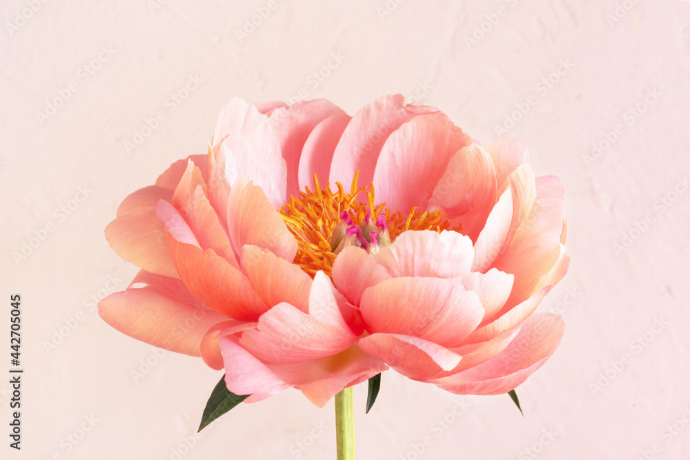 Coral blooming peony, tender beautiful flower Coral blooming peony, tender beautiful flower