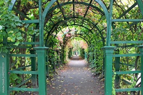 A tunnel of arches entwined with plants with green and red leaves. summer day in the park. Perspective.