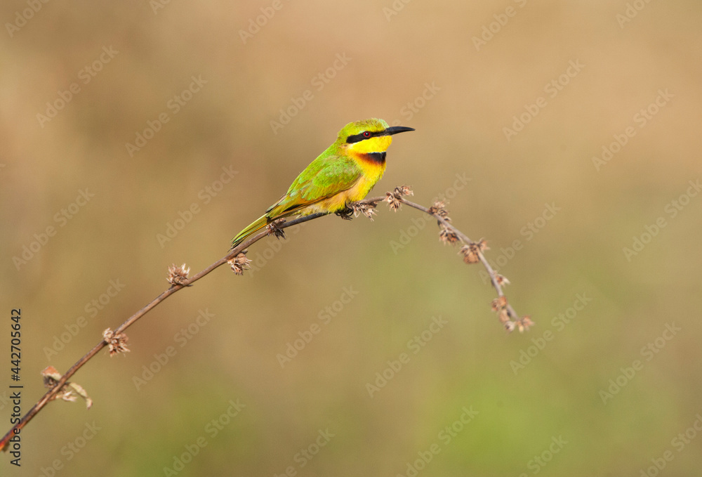 Fototapeta premium Dwergbijeneter, Little Bee-eater, Merops pusillus