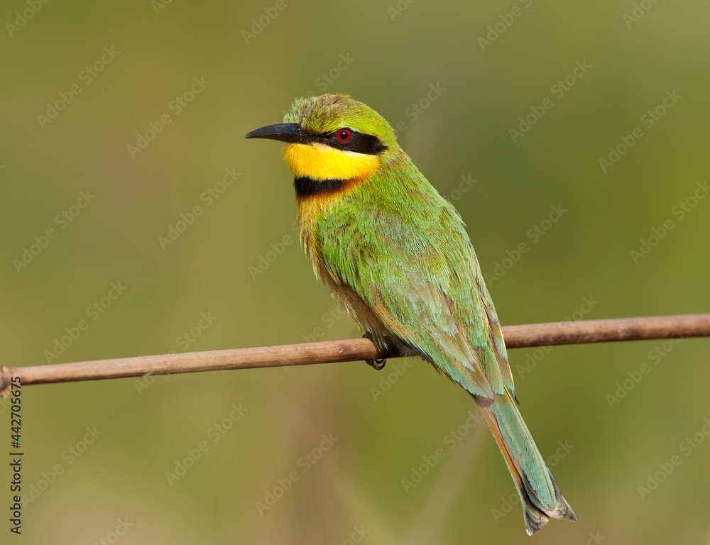 Dwergbijeneter, Little Bee-eater, Merops pusillus Dwergbijeneter, Little Bee-eater, Merops pusillus