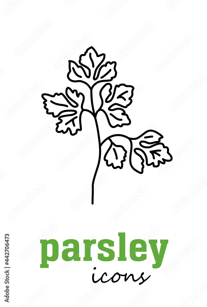 Obraz premium Parsley vector flat icon. Vegetable green leaves