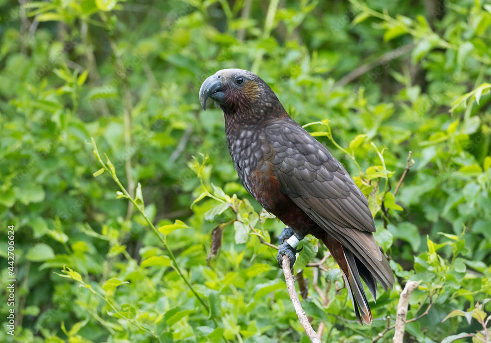 Kaka, Nestor meridionalis septentrionalis Kaka, Nestor meridionalis septentrionalis