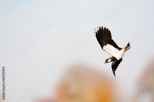 Kievit, Northern Lapwing, Vanellus vanellus photo
