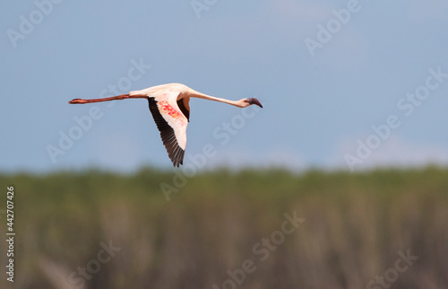 Kleine Flamingo, Lesser Flamingo, Phoeniconaias minor photo
