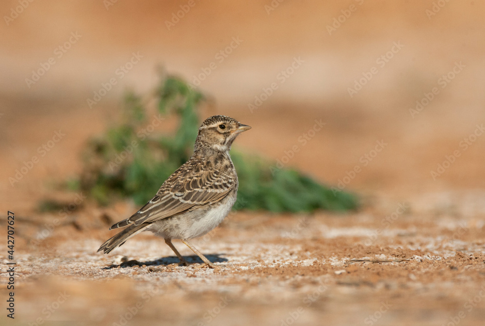 Kleine Kortteenleeuwerik, Lesser Short-toed Lark, Alaudala rufescens apetzii