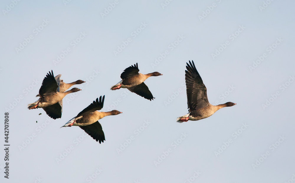 Obraz premium Kleine Rietgans, Pink-footed Goose, Anser brachyrhynchos