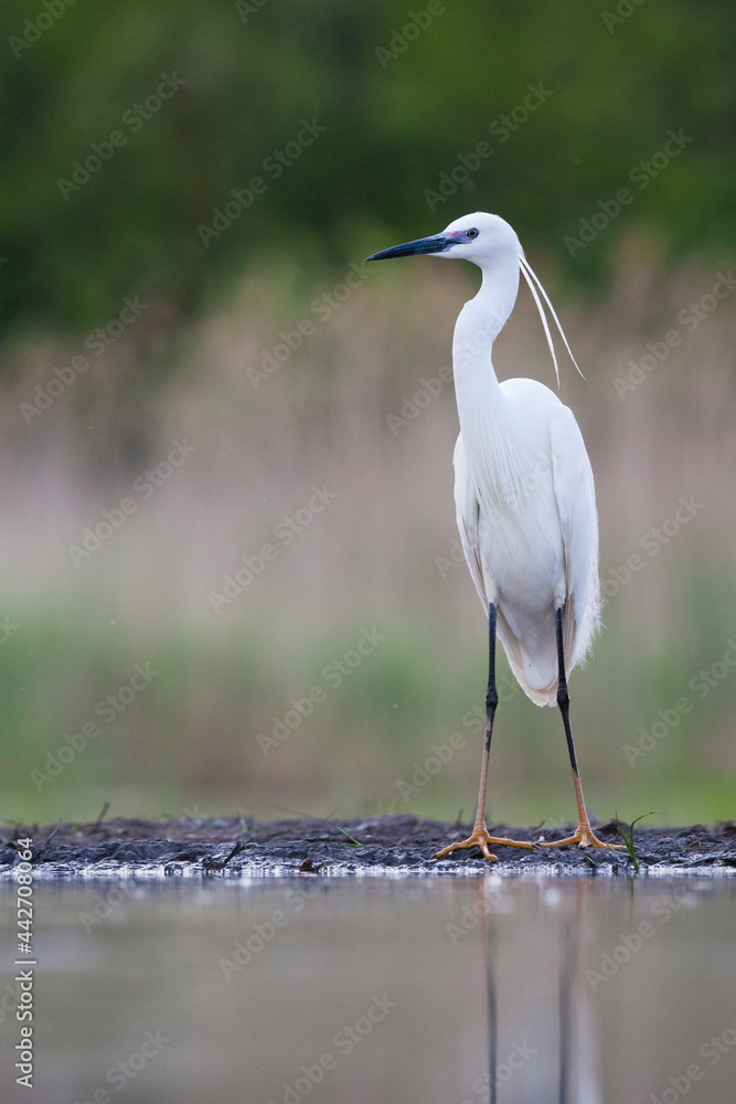 Fototapeta premium Kleine Zilverreiger, Little Egret, Egretta garzetta