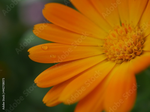 Marigold Flower