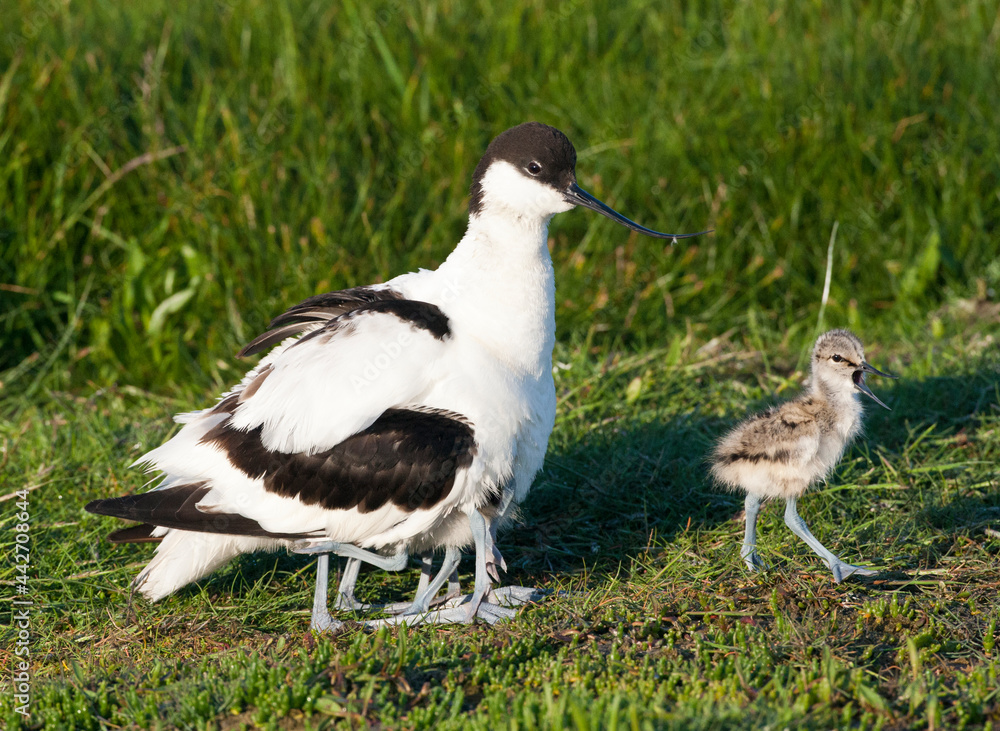 Kluut, Pied Avocet, Recurvirostra avosetta Kluut, Pied Avocet, Recurvirostra avosetta