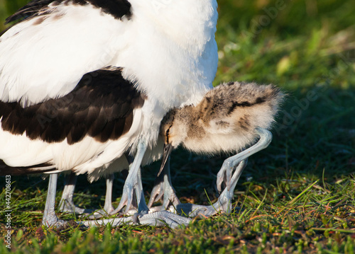 Kluut, Pied Avocet, Recurvirostra avosetta photo