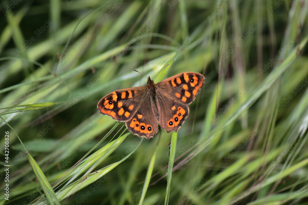 Obraz premium Mariposa de punta naranja. Sierra de Guadarrama
