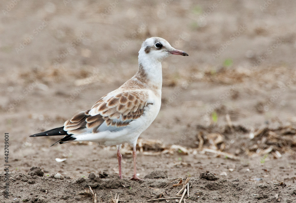 Kokmeeuw, Common Black-headed Gull, Croicocephalus ridibundus Kokmeeuw, Common Black-headed Gull, Croicocephalus ridibundus