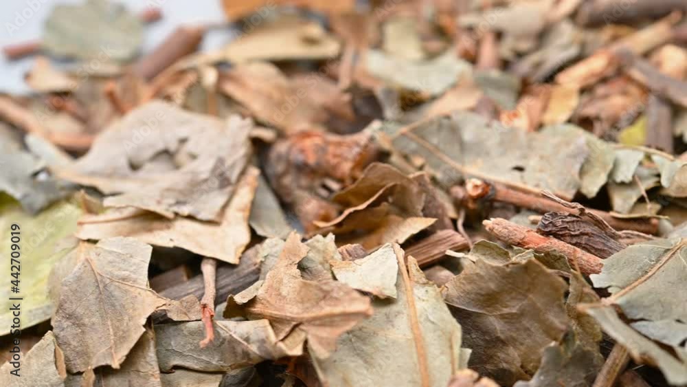 angle pan herb ZhongJieFeng or Sarcandrae Herba or Glabrous Scrcandra Herb angle pan herb ZhongJieFeng or Sarcandrae Herba or Glabrous Scrcandra Herb