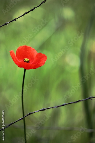Flor de amapola en el campo, flor roja