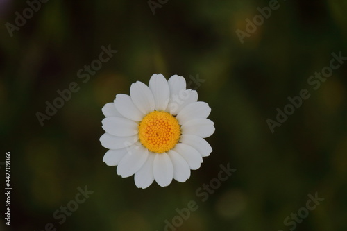Flor de margarita, vista superior aisladas con fondo oscuro