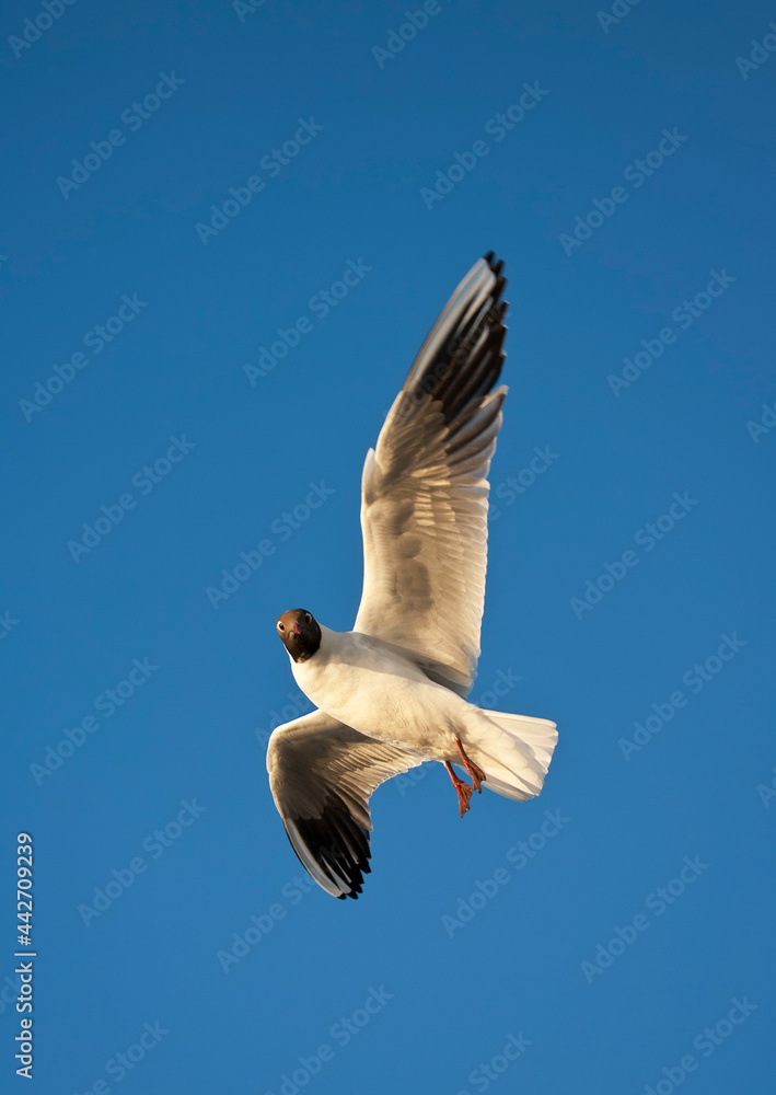 Obraz premium Kokmeeuw, Common Black-headed Gull, Croicocephalus ridibundus
