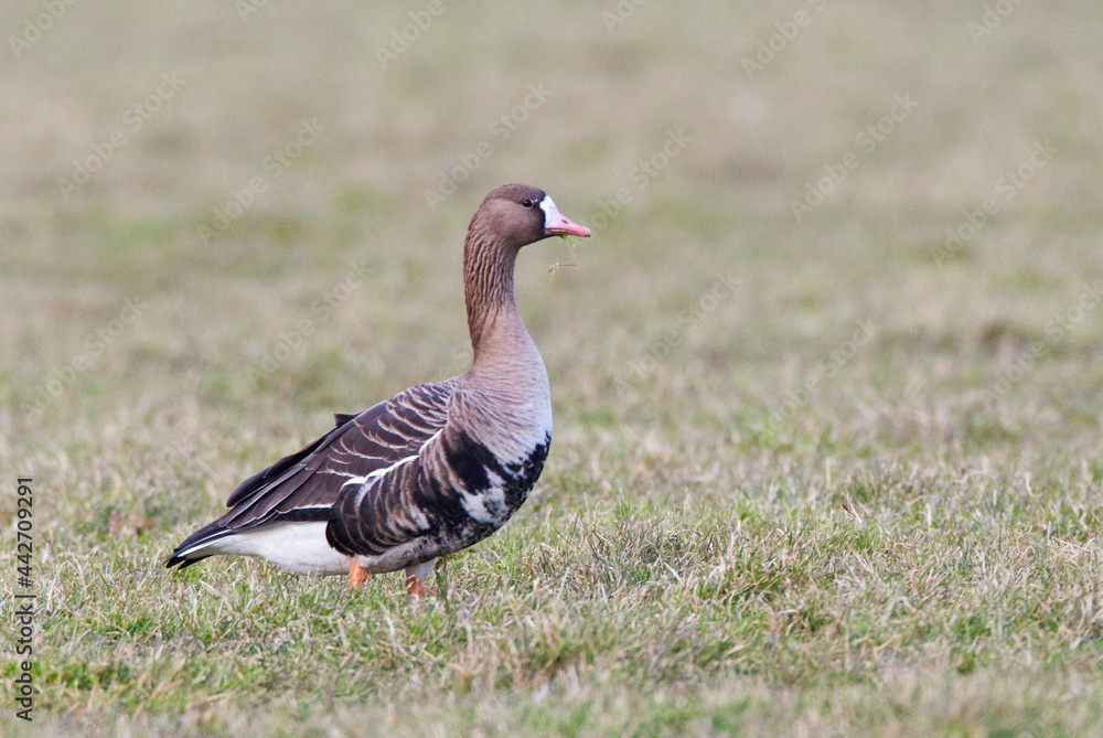 Kolgans, White-fronted Goose, Anser albifrons Kolgans, White-fronted Goose, Anser albifrons