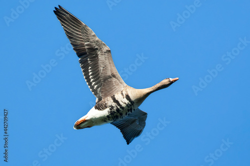 Kolgans, Greater Whitefronted Goose, Anser albifrons photo