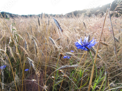 Gewone Korenbloem, Cornflower, Centaurea cyanus