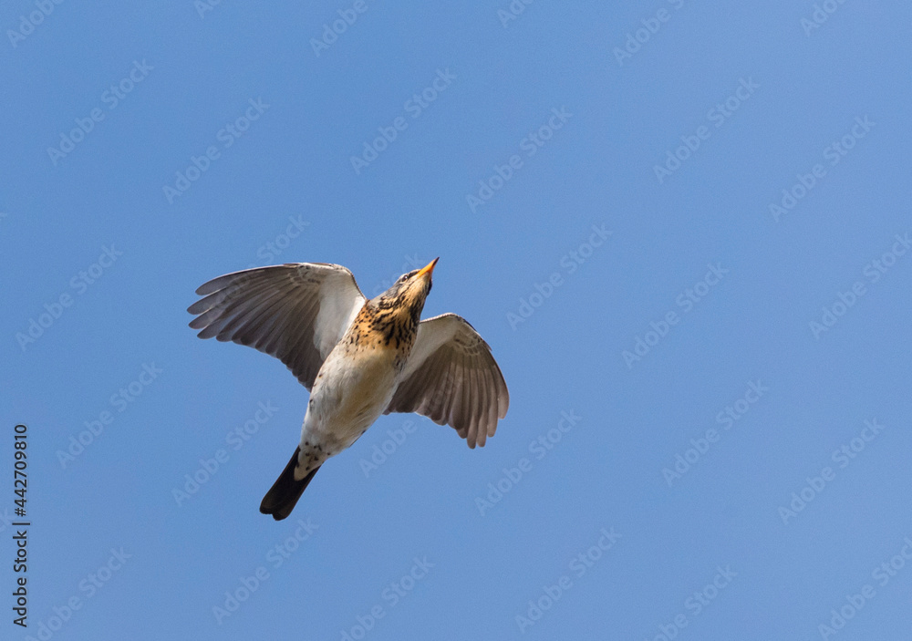 Obraz premium Kramsvogel, Fieldfare, Turdus pilaris