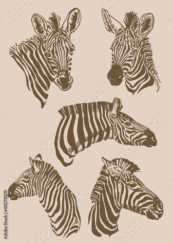 Sepia illustration,graphical vintage collection of zebras