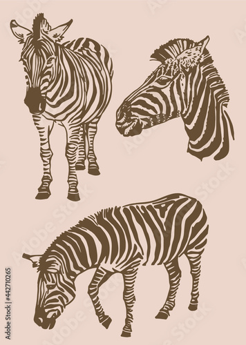 Fototapeta Naklejka Na Ścianę i Meble -  Sepia illustration,graphical vintage collection of zebras