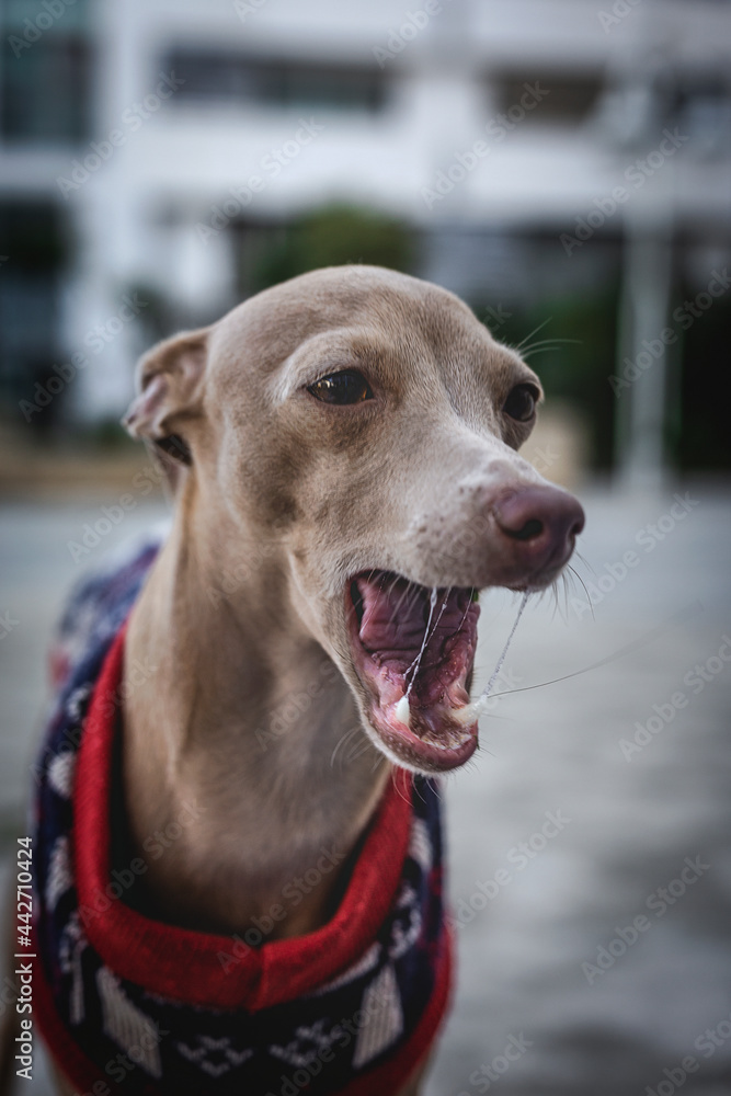 Italian Greyhound dog with wool sweater Italian Greyhound dog with wool sweater