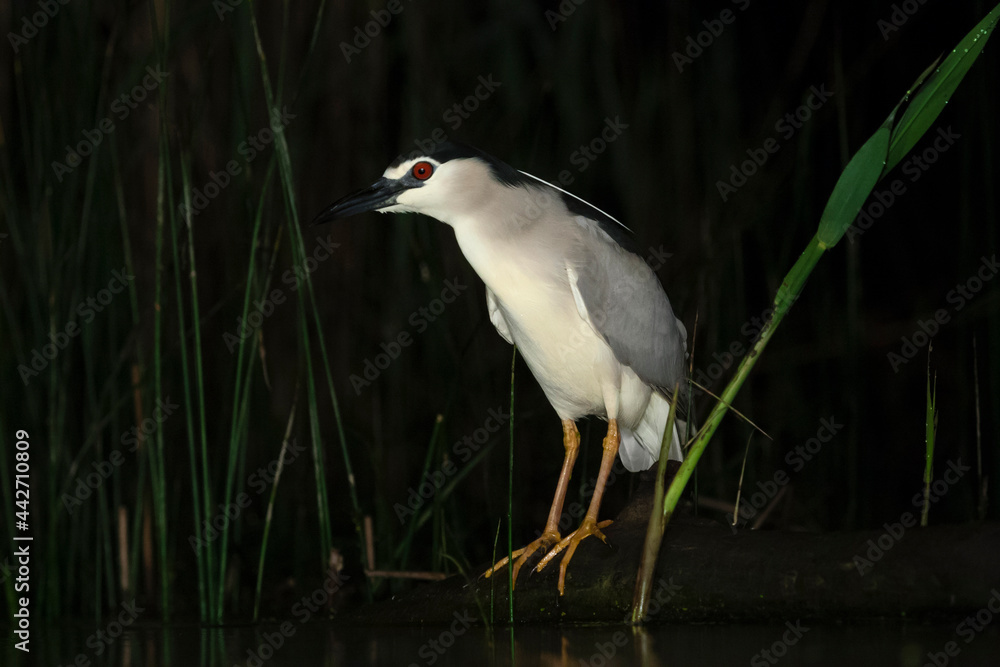 Kwak, Black-crowned Night Heron, Nycticorax nycticorax Kwak, Black-crowned Night Heron, Nycticorax nycticorax
