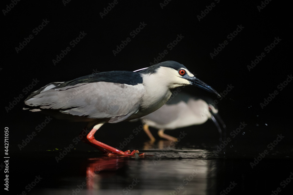 Fototapeta premium Kwak, Black-crowned Night Heron, Nycticorax nycticorax