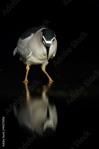 Kwak, Black-crowned Night Heron, Nycticorax nycticorax photo