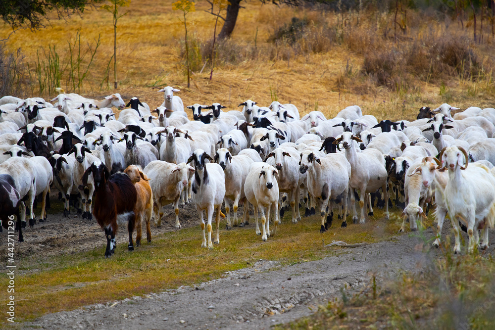 Goats walk in village, Breeding of domestic animals. Industrial animal husbandry, Livestock business concept, Farm with animals, Herd of goats grazes in field, they feed on grass in meadow