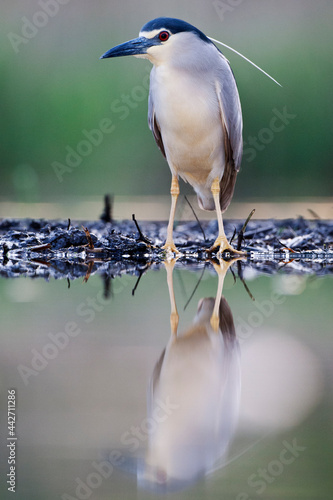 Kwak, Nycticorax nycticorax, Black-crowned Night Heron