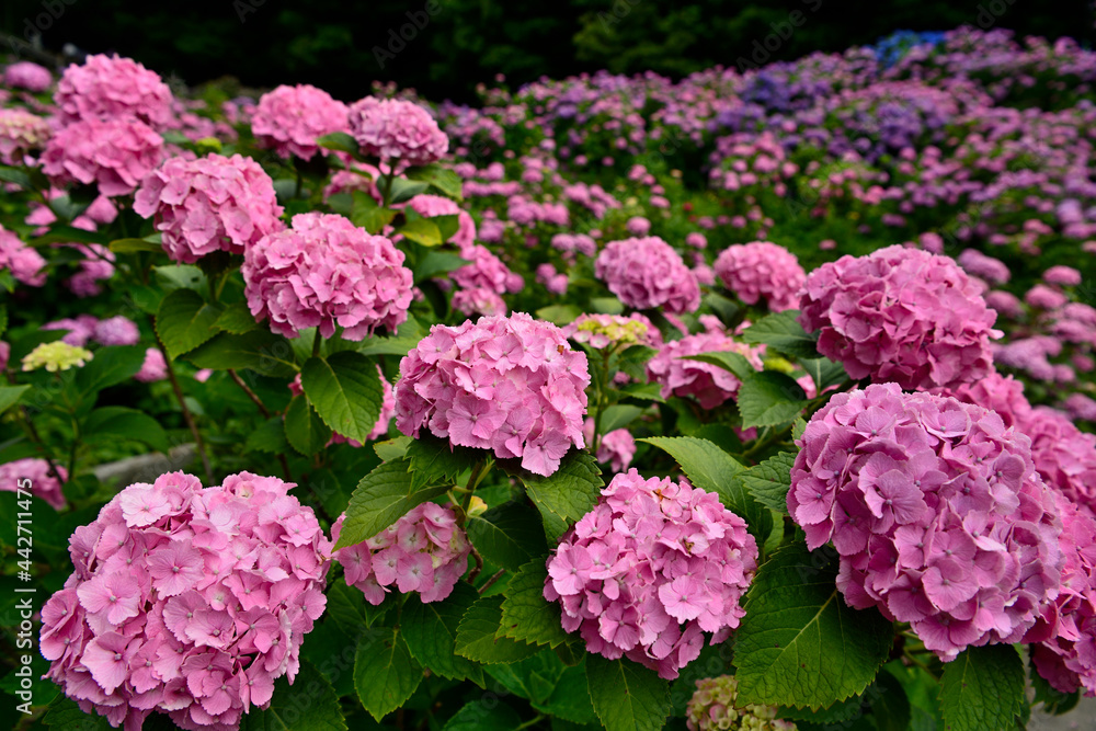 紫陽花 紫陽花