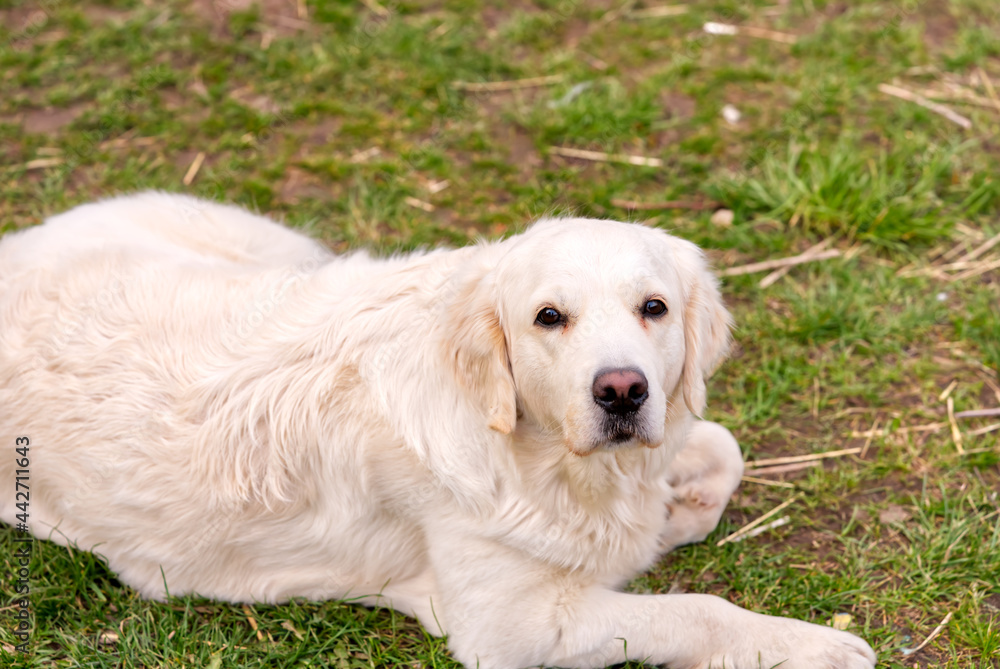 labrodor, retriever white dog lying down in the grass and looking forward labrodor, retriever white dog lying down in the grass and looking forward