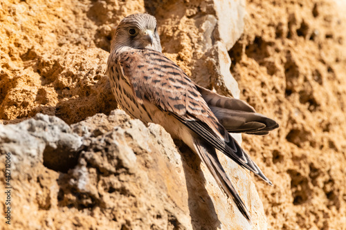 Kleine Torenvalk  Lesser Kestrel  Falco naumanni