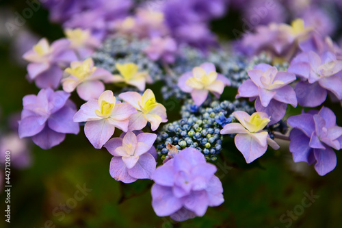 Wallpaper Mural 紫陽花 Torontodigital.ca