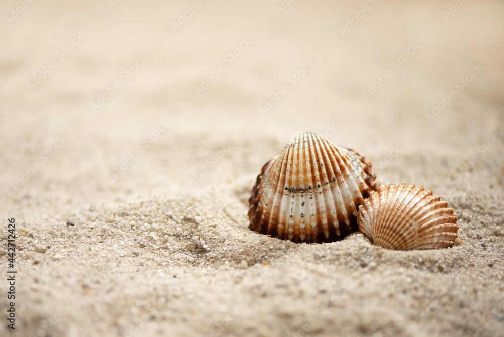 two rippled seashells lay on sandy beach, summer marine background two rippled seashells lay on sandy beach, summer marine background