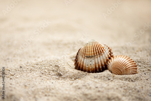 two rippled seashells lay on sandy beach, summer marine background © Gioia