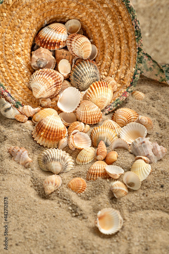 Seashells scatter from straw hat abandoned on sandy beach