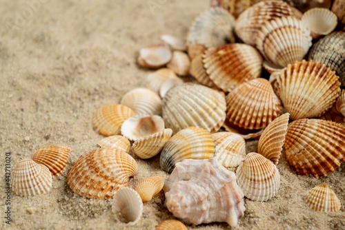Seashells scattered on sandy beach, summer holiday concept