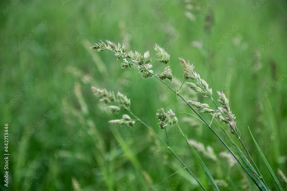 Spikelets of grass grows on blurred green summer field background