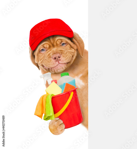 Cleaning concept. Smiling puppy wearing red hat  holds bucket with  washing fluids and rags in paws and looks from behind empty white banner. isolated on white background
