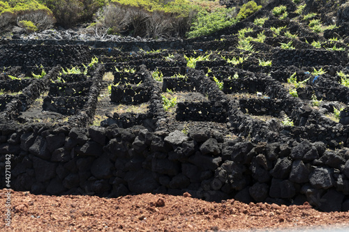 Pico Island Azores vineyard lwine grapes protected by lava stone aerial view photo