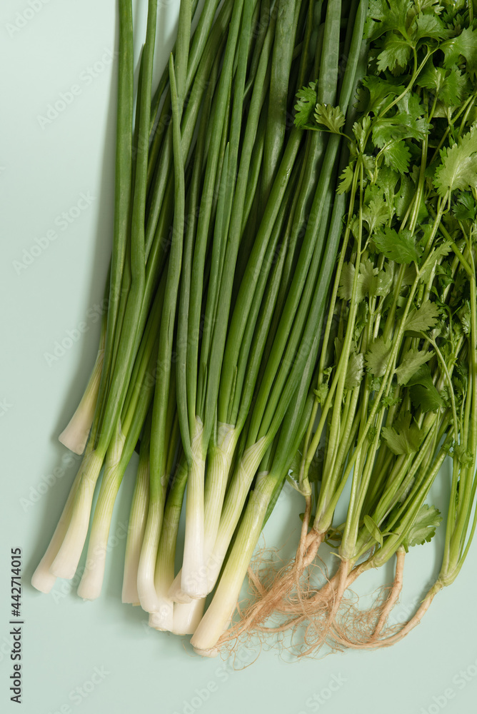 fresh green onions with coriander on an azure background fresh green onions with coriander on an azure background