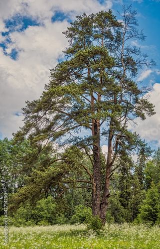 A lone evergreen pine tree in the blooming rural meadow against the forest and blue sky with white clouds. Wild plants, nature, travel, hiking, observation.