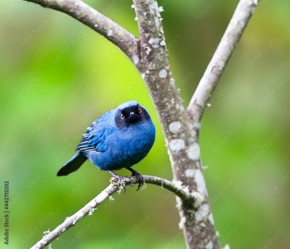 Fototapeta premium Maskerberghoningkruiper, Masked Flowerpiercer, Diglossa cyanea
