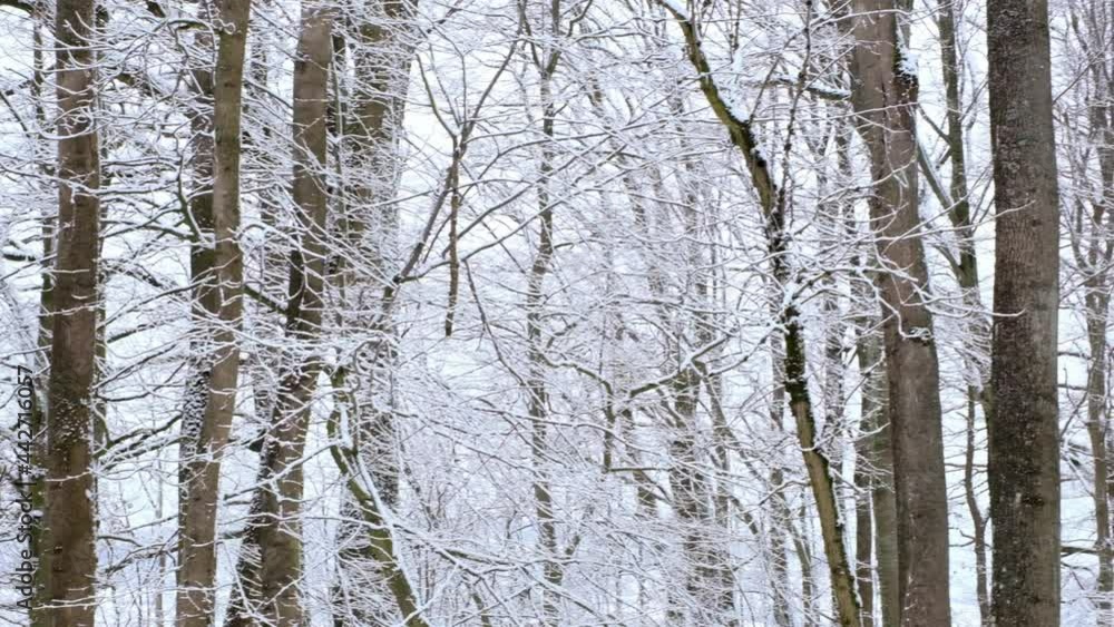 Winter forest panorama. White snow and dark silhouettes of trees. Winter beautiful snowy forest background Winter forest panorama. White snow and dark silhouettes of trees. Winter beautiful snowy forest background