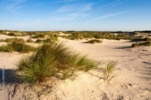 Landscape at the Zuidduinen