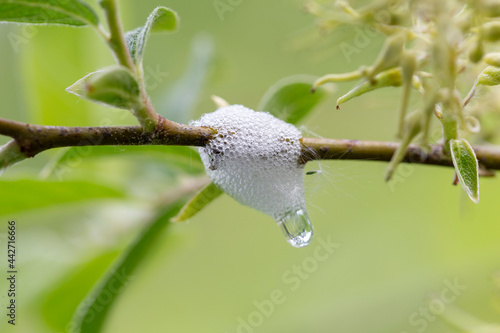 The Aphrophoridae or spittlebugs are a family of insects belonging to the order Hemiptera. Aphrophoridae willow. Meadow spittlebug on the branches of Salix photo